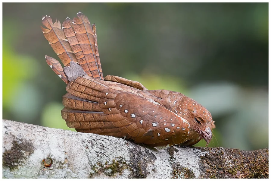 animals that live in caves Oilbird