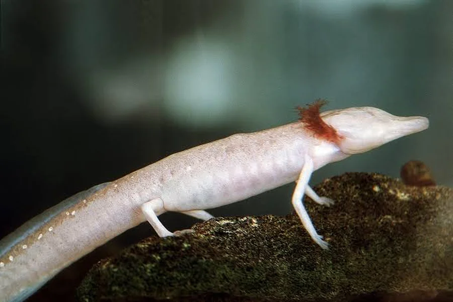 animals that live in caves Texas Blind Salamander