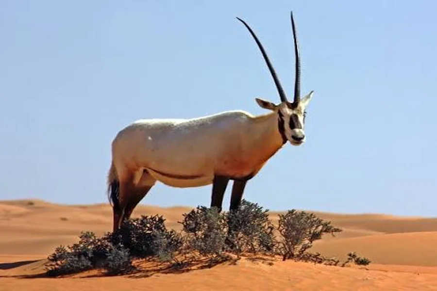 animals that live in deserts Arabian Oryx