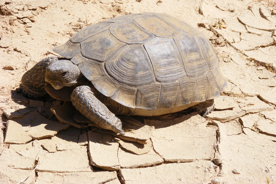 animals that live in deserts Desert Tortoise