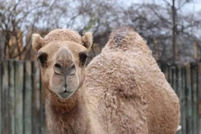 animals that live in deserts Dromedary Camel