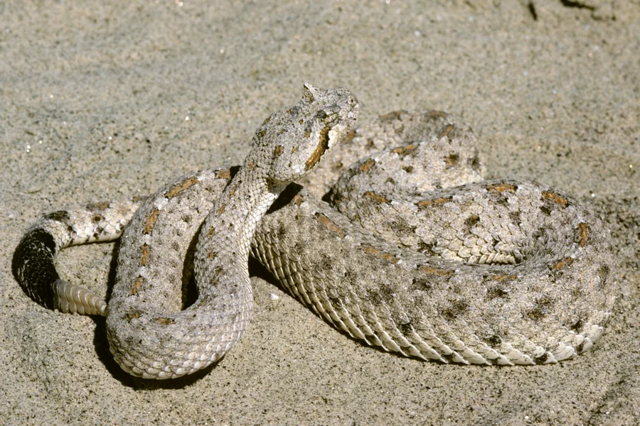 animals that live in deserts Sidewinder