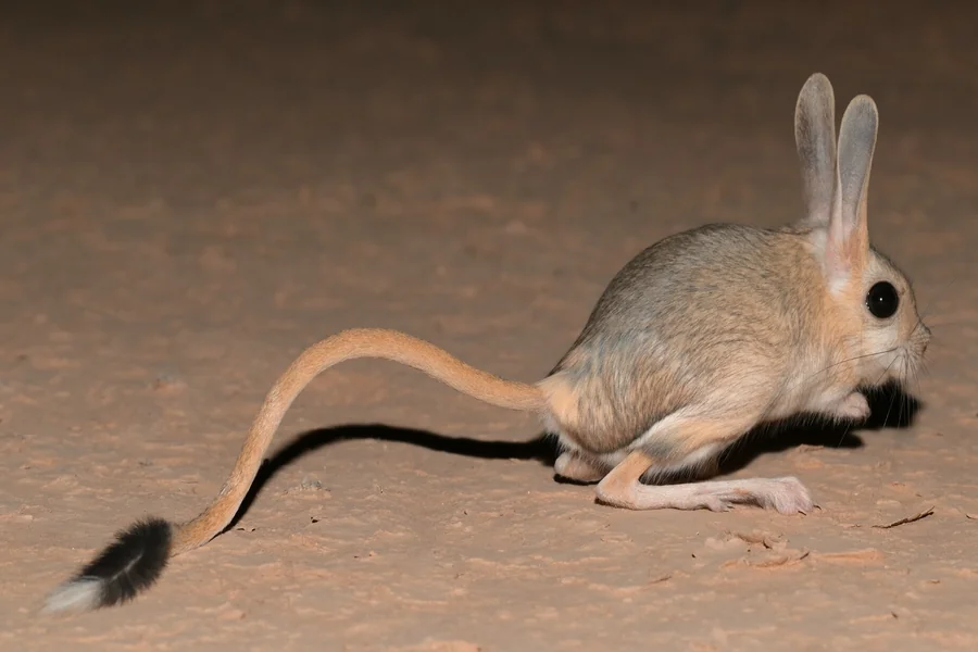 animals that live in deserts