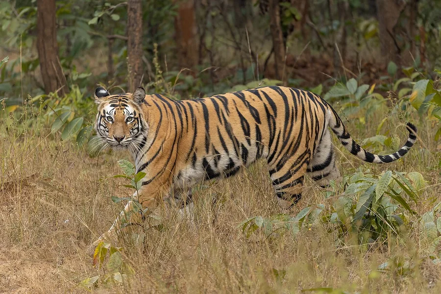 animals that live in forests Bengal Tiger