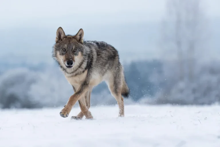 animals that live in forests