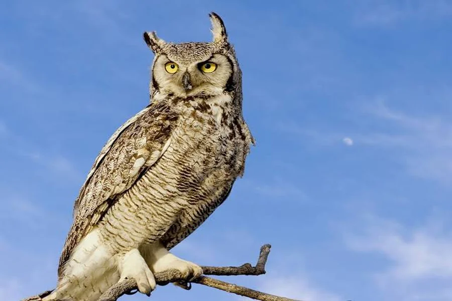animals that live in forests Great Horned Owl