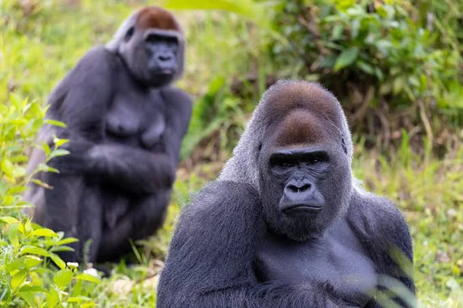animals that live in forests Western Gorilla