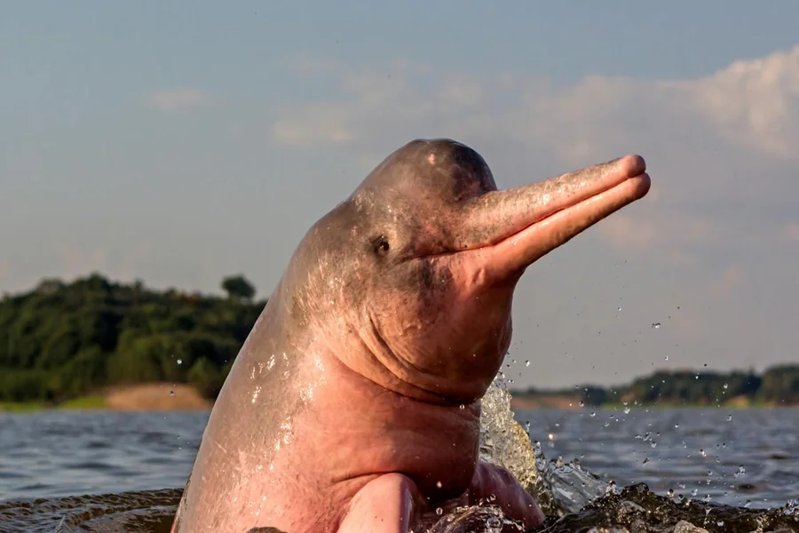 animals that live in freshwater Amazon River Dolphin