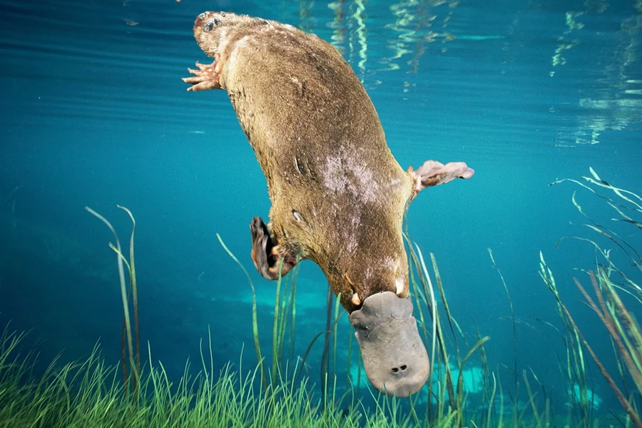 animals that live in freshwater Platypus