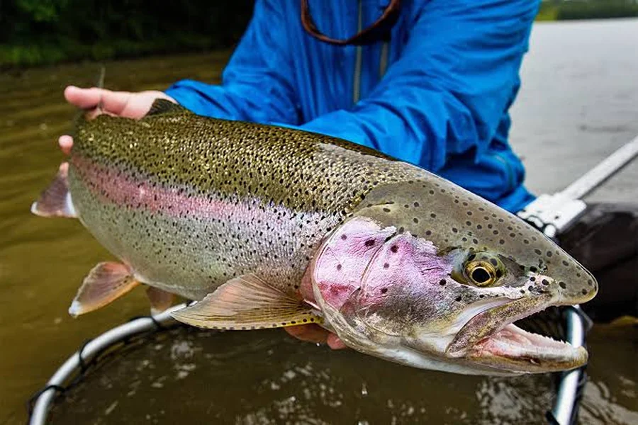 animals that live in freshwater Rainbow Trout