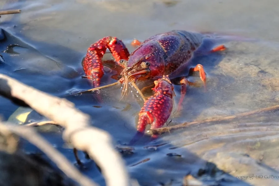 animals that live in freshwater Red Swamp Crayfish