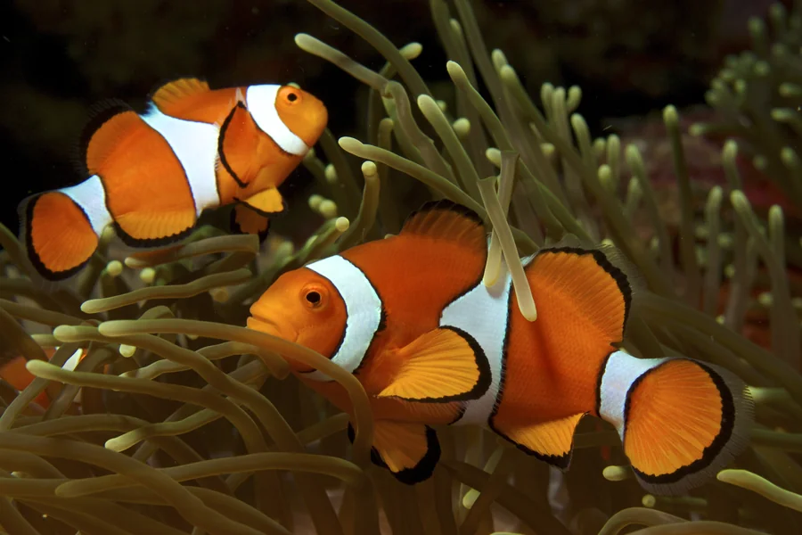 animals that live in saltwater Clownfish