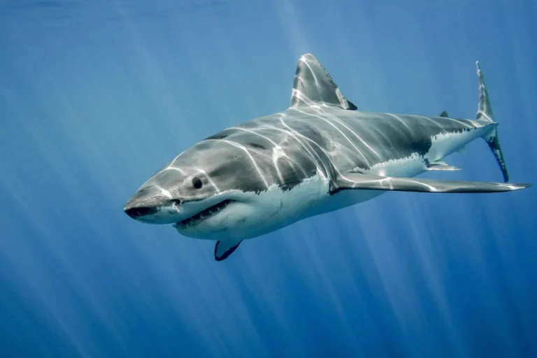 animals that live in saltwater Great White Shark
