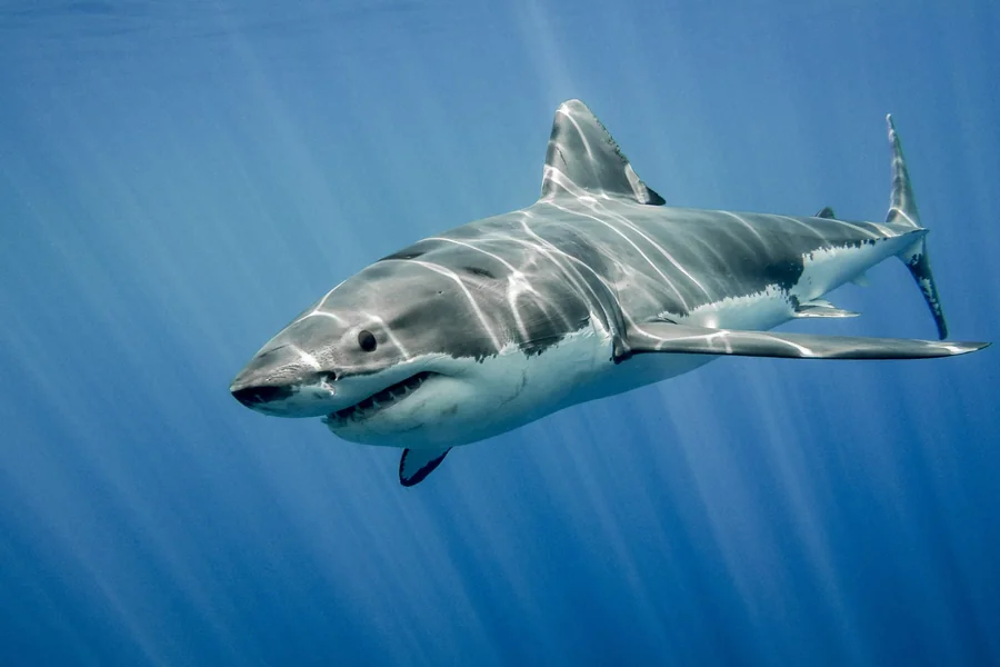 animals that live in saltwater Great White Shark