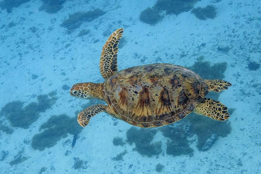 animals that live in saltwater Green Sea Turtle