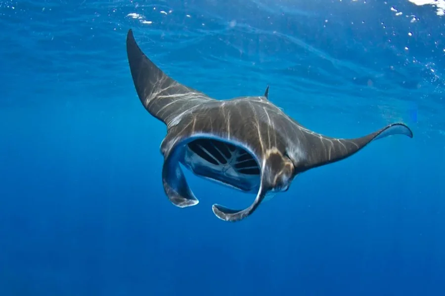 animals that live in saltwater Manta Ray