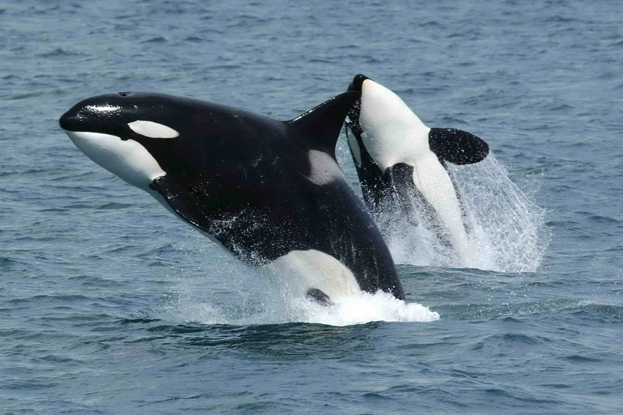 animals that live in saltwater Orca