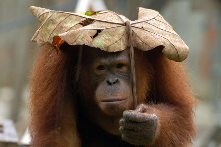 animals that live in trees Bornean Orangutan