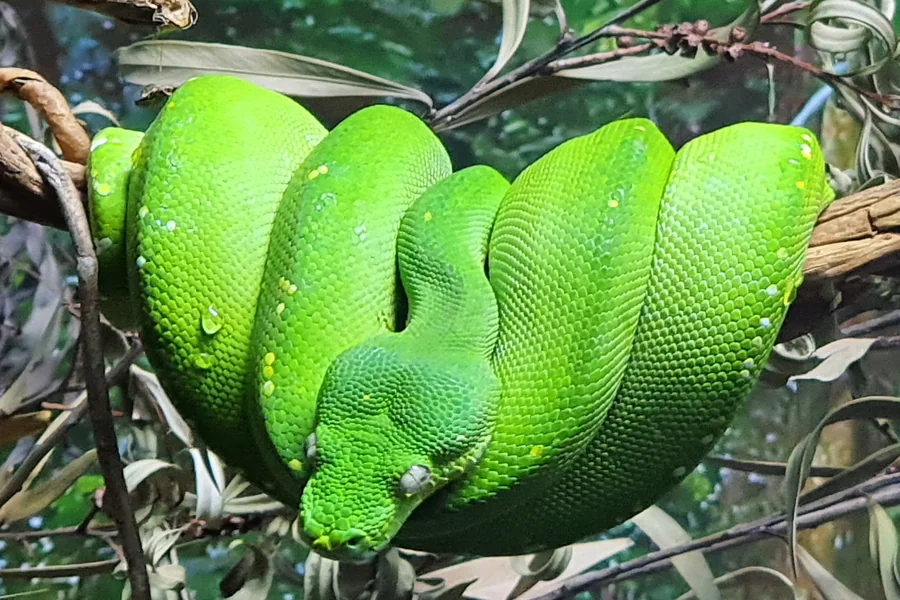 animals that live in trees Green Tree Python
