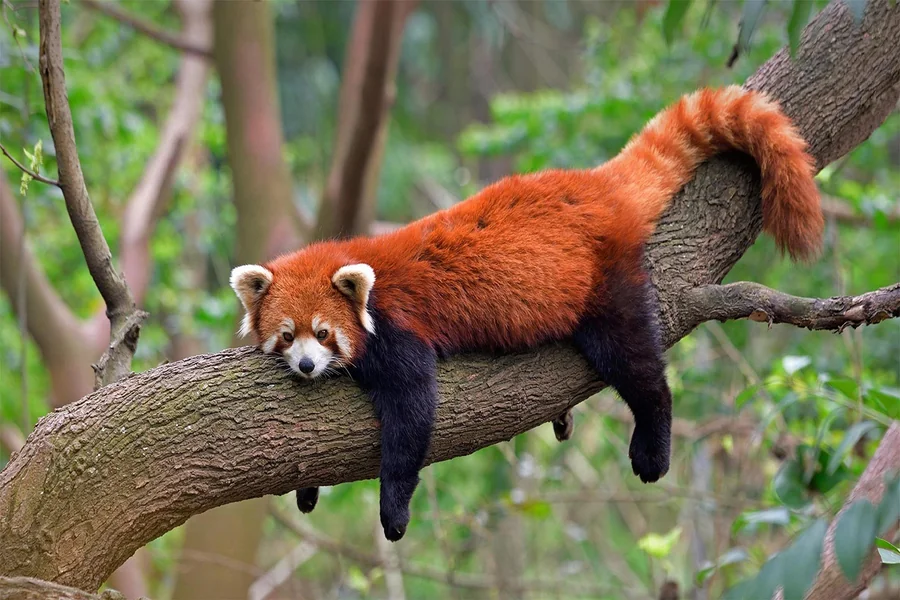 animals that live in trees Red Panda