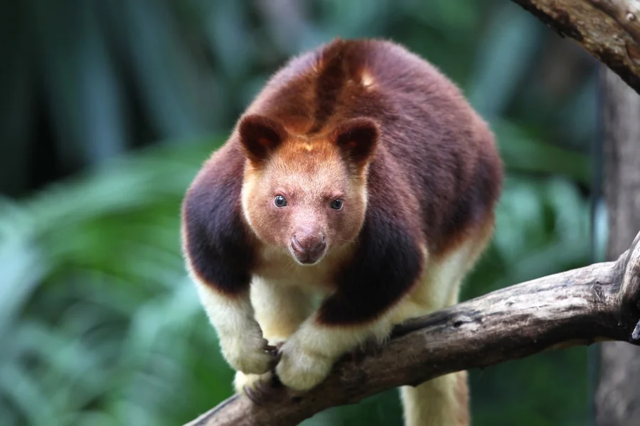 animals that live in trees Tree Kangaroo