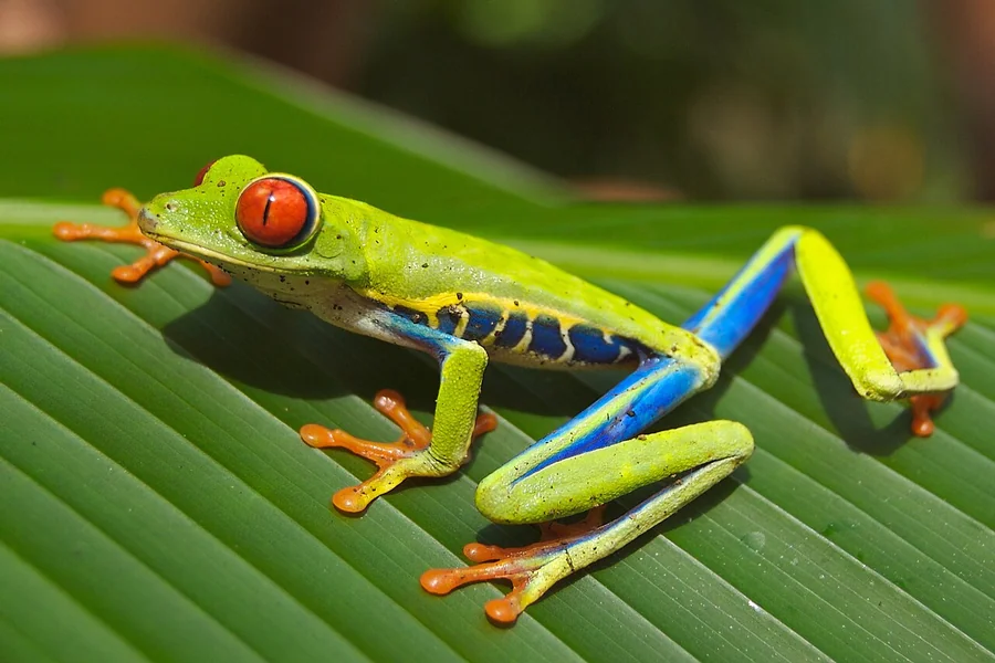 animals that live in trees frog