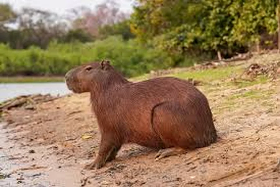 animals that live near rivers Capybara