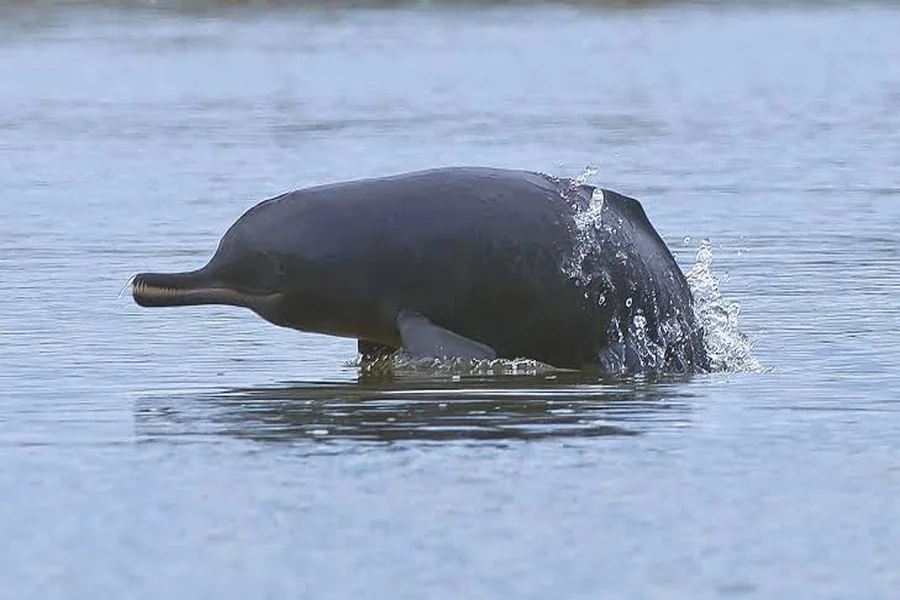 animals that live near rivers Ganges River Dolphin