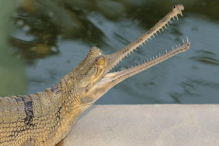 animals that live near rivers Gharial
