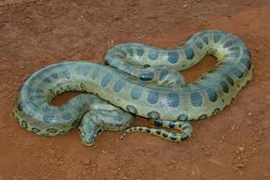 animals that live near rivers Green Anaconda