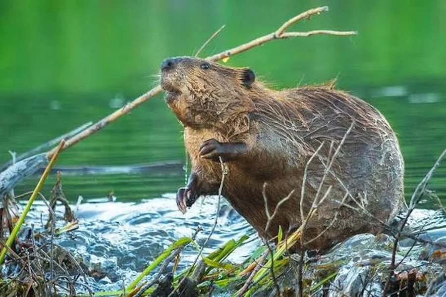 animals that live near rivers North American Beaver