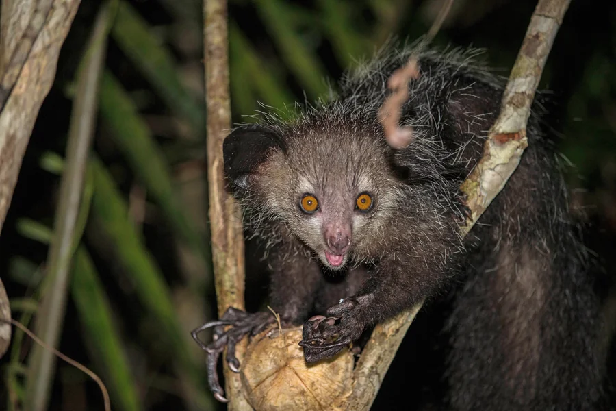 animals that live on islands Aye aye