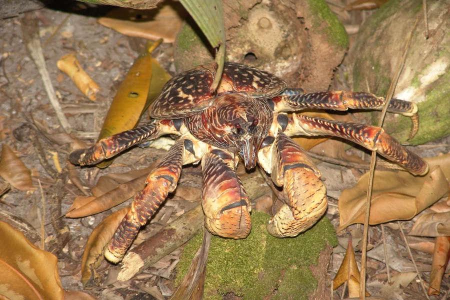 animals that live on islands Coconut Crab