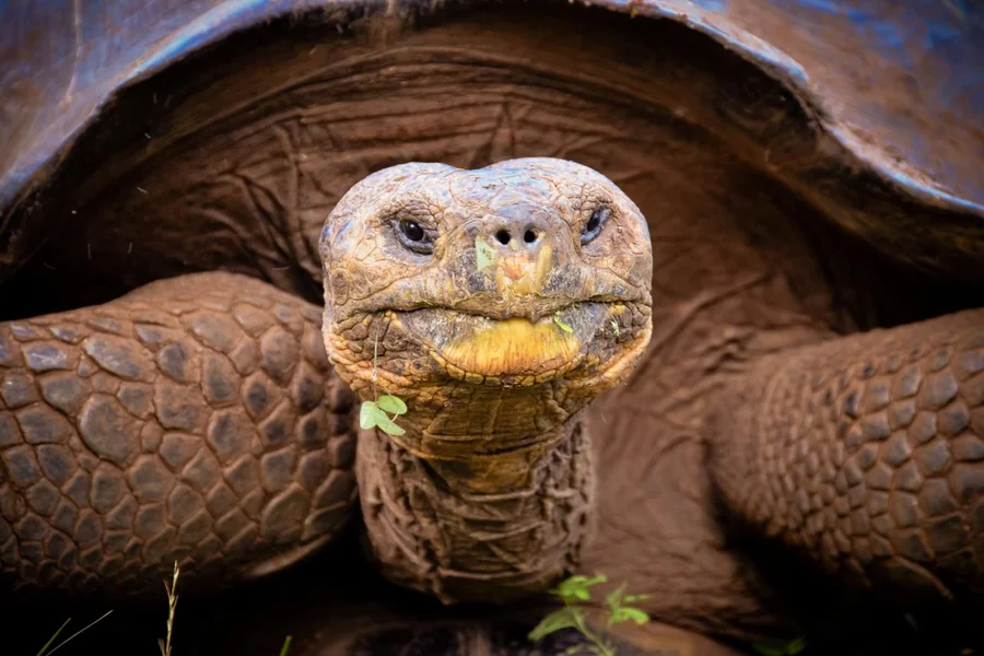 animals that live on islands Galápagos Giant Tortoise