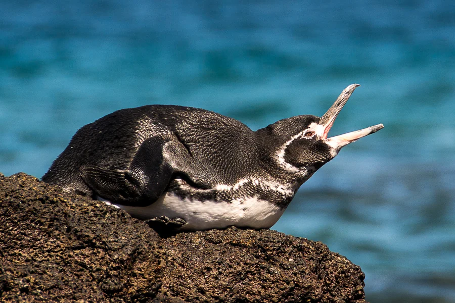 animals that live on islands Galápagos Penguin