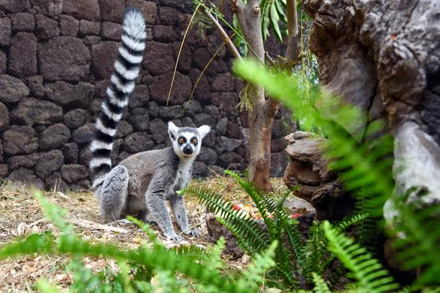 animals that live on islands Ring tailed Lemur