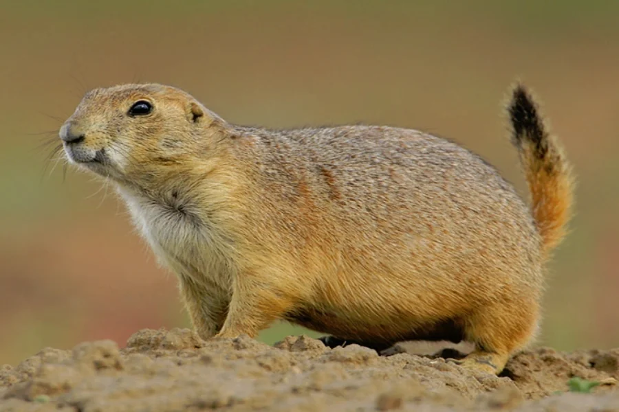 animals that live underground Black-Tailed Prairie Dog