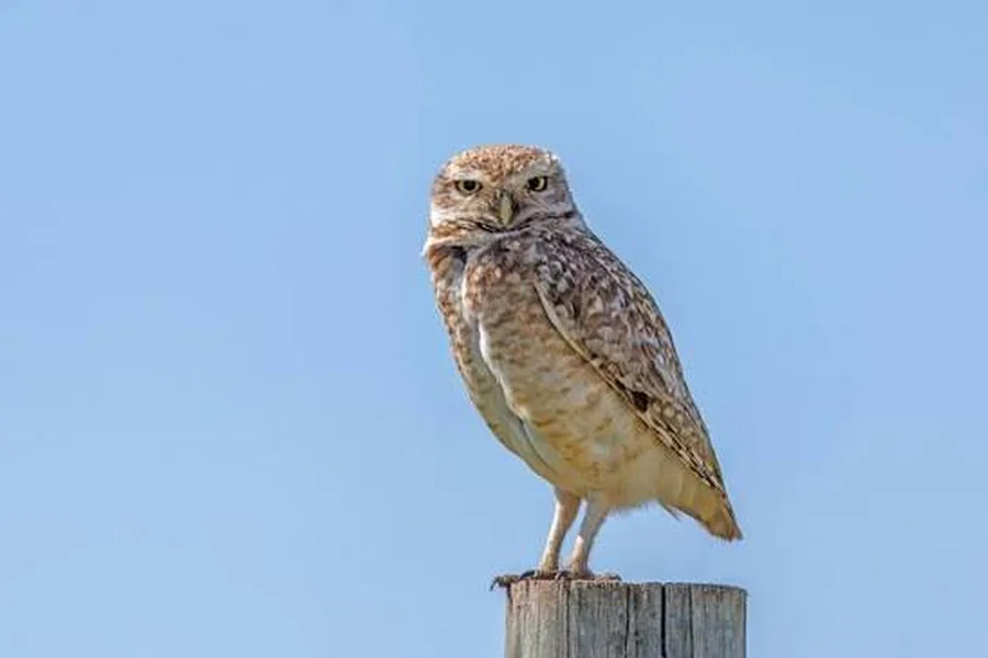 animals that live underground Burrowing Owl