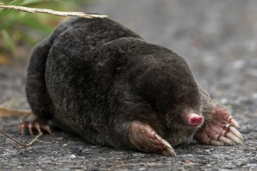 animals that live underground European Mole