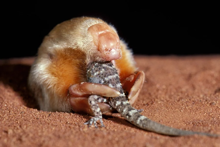 animals that live underground Marsupial Mole