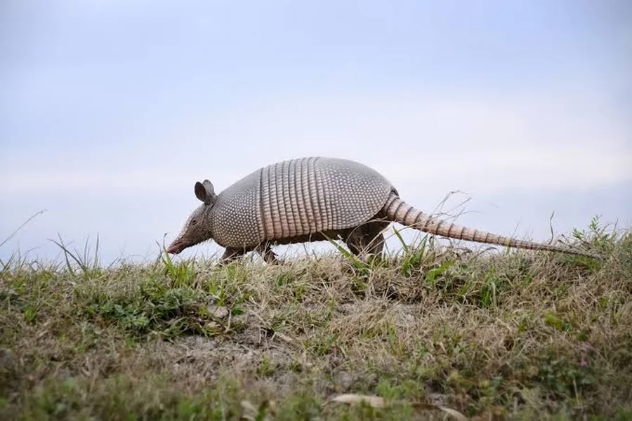 animals that live underground Nine-Banded Armadillo
