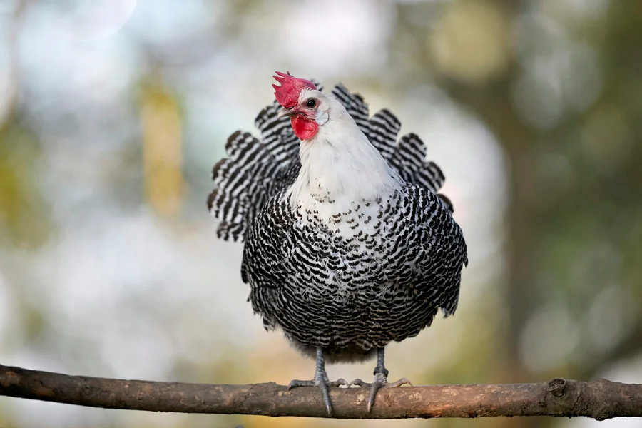 black and white chicken breed 1