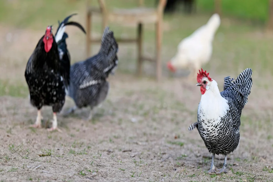 black and white chicken breeds