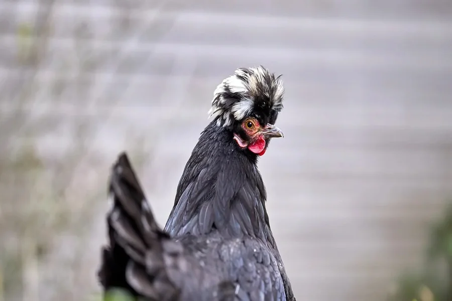 black and white chicken