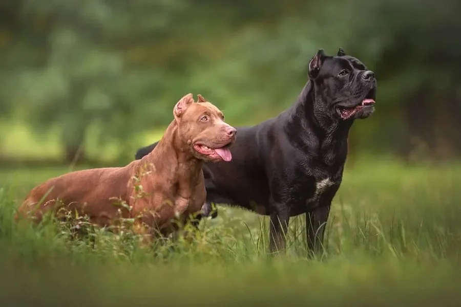 cane corso mix with pitbull