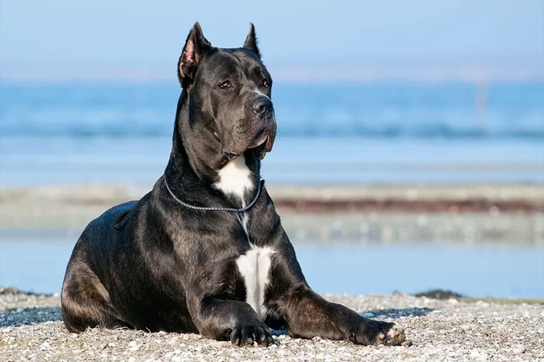 cane corso mixed with pitbull