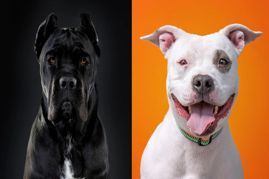cane corso mixed with pitbulls