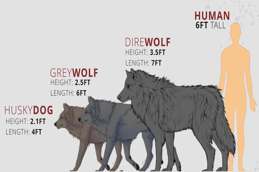 dire wolf size